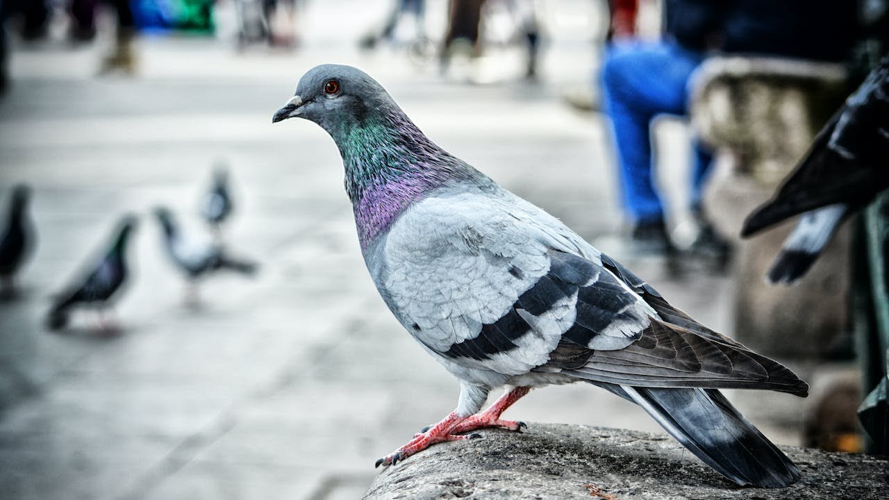 Why Do People Keep Pigeons?🕊️🕊️🕊️