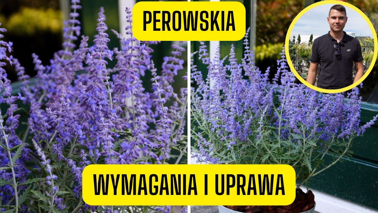 Perowskia &ndash; wymagania i uprawa szałwii rosyjskiej. Bylina o niskich wymaganiach