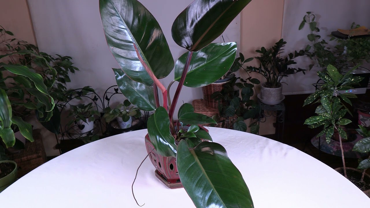 'Red Congo' Philodendron Plant Spotlight