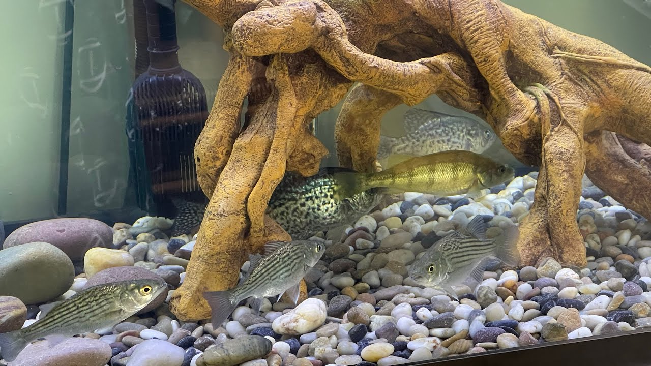 Feeding Wiper, Black Crappie, Small Mouth Bass, Perch and tank talk