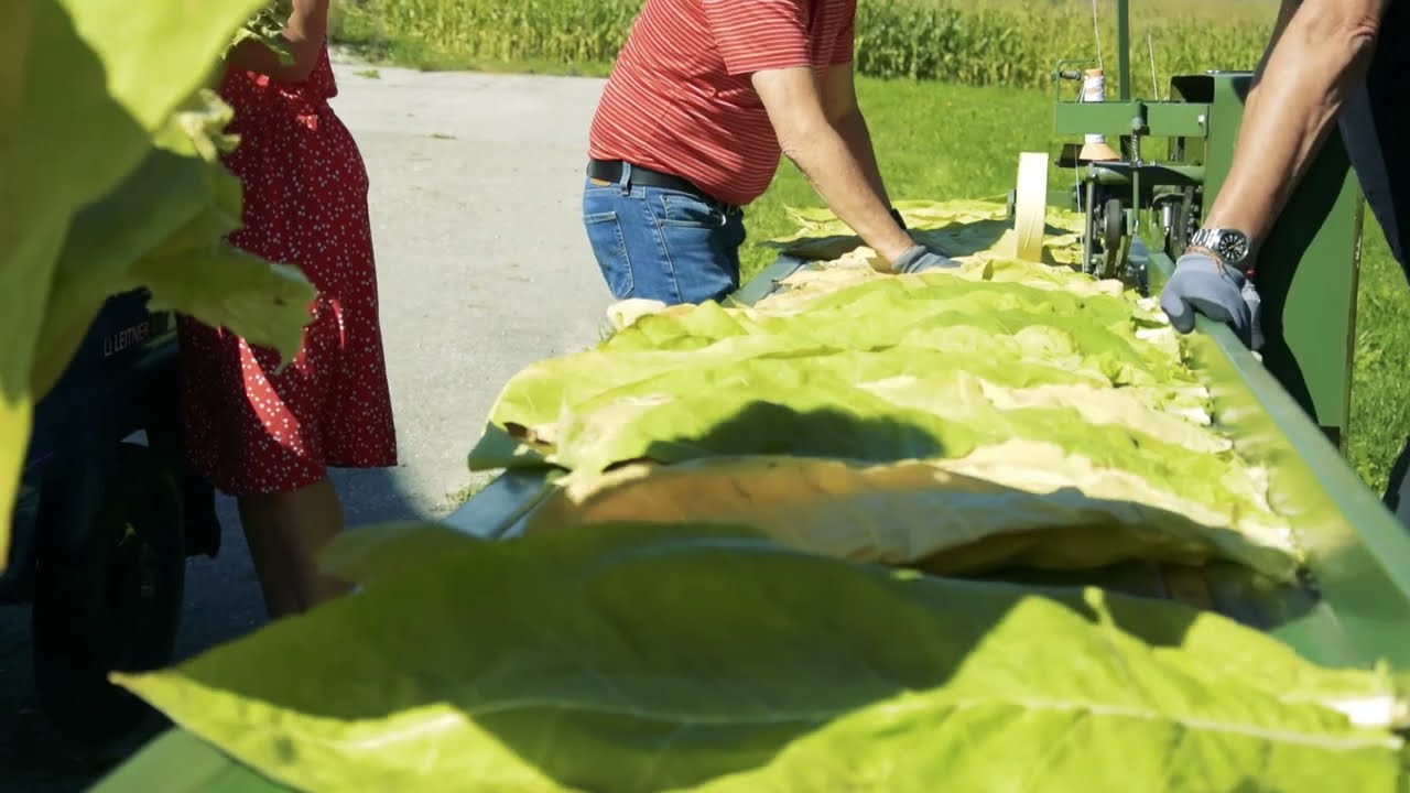 Tabakanbau in Österreich Teil 1 - Tabakernte