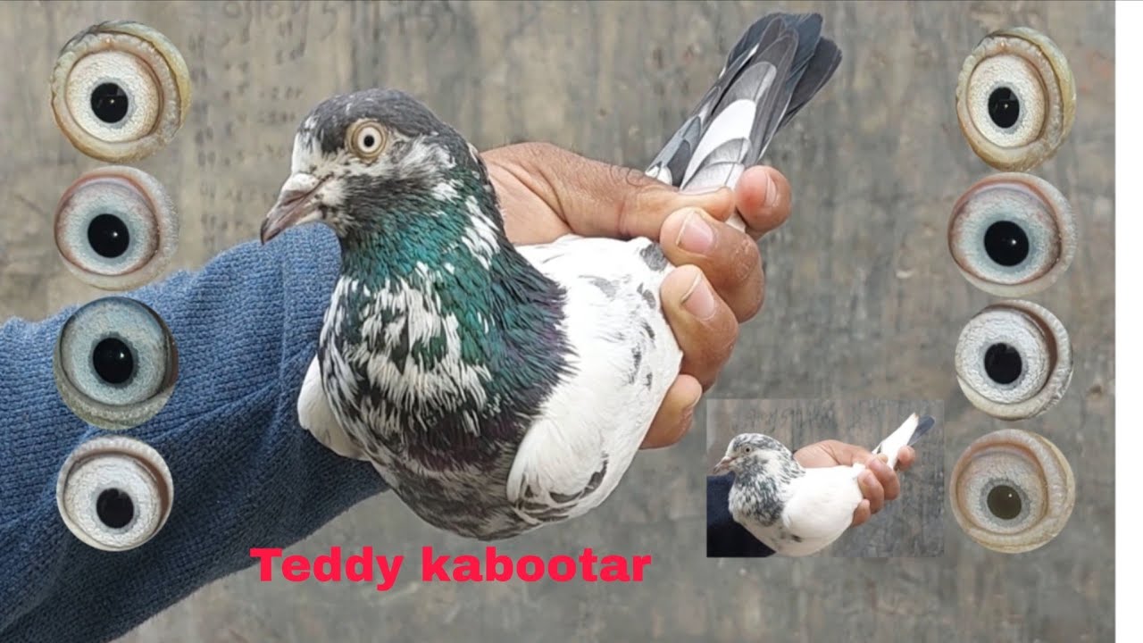 03244753622 Chaudhari wale Teddy kabootar A plus quality