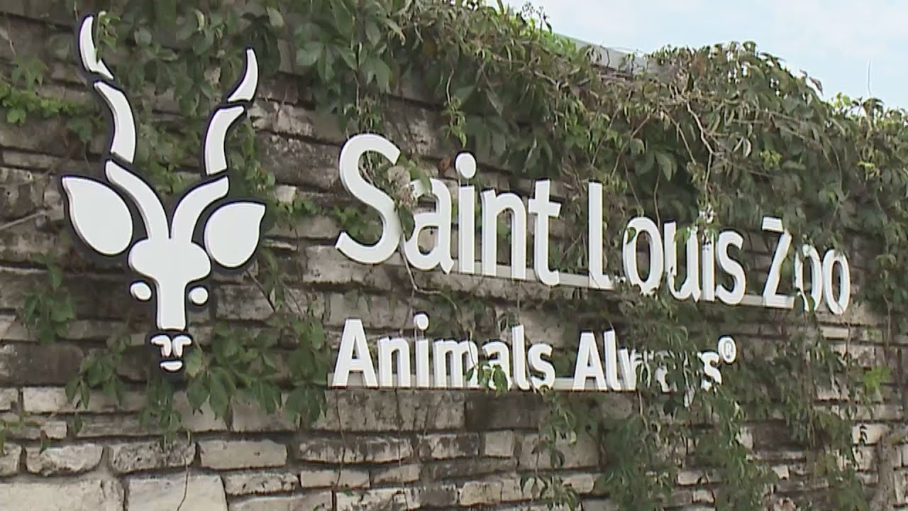 62-year-old python lays eggs at Saint Louis Zoo