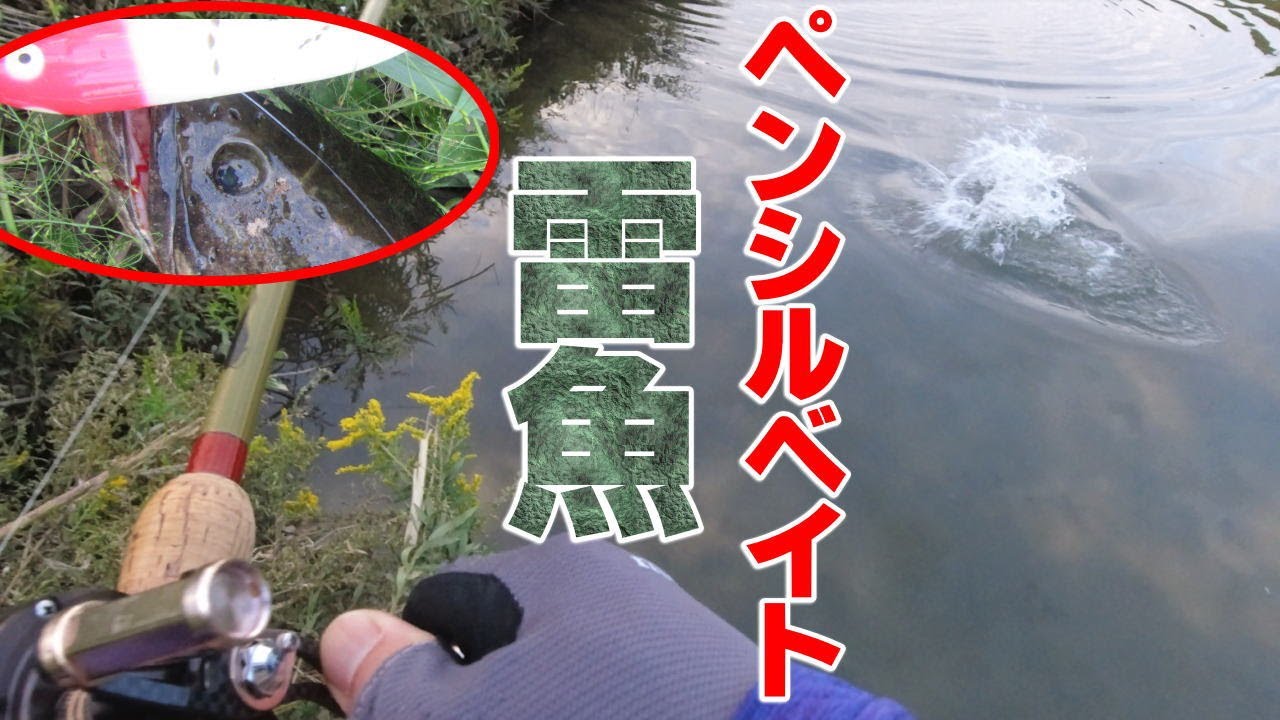 ナマズ釣るつもりが【ペンシルベイトで雷魚】秋の河川は定番のザラスプークで鯰も釣れる・・・！はず？！