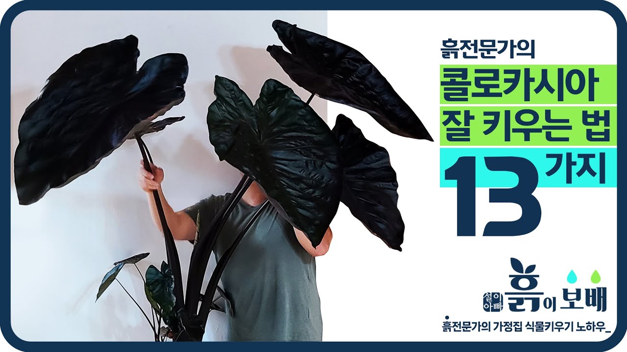 콜로카시아 키우기│비료, 화분, 분갈이, 자촉, 곰팡이, 해충, 물주기 등 흙전문가의 홈가드닝 노하우 (feat.대품 콜로카시아 블랙코랄)