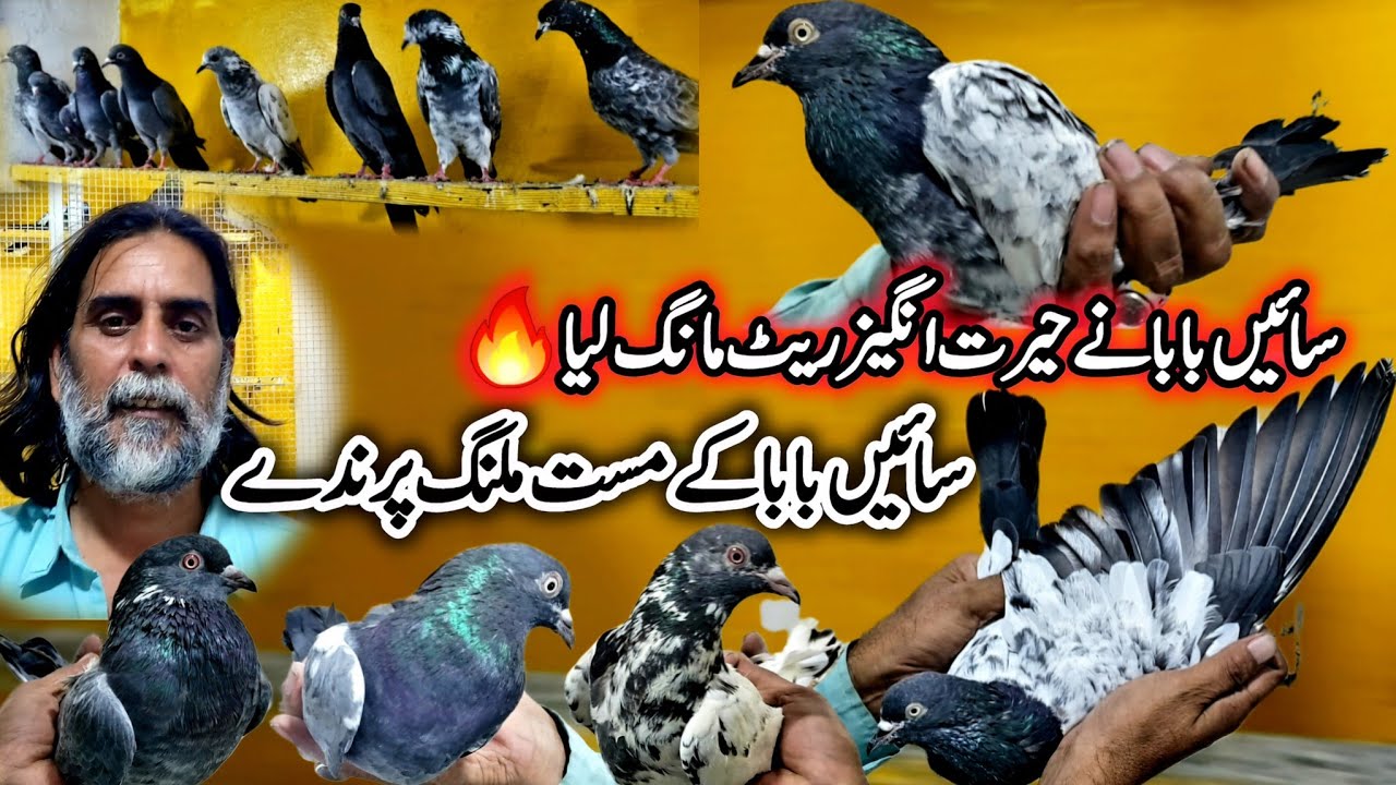Rawalpindi kabootar Market || Sain Baba Item Bomb kabootar le aye || 0318-420-7752 