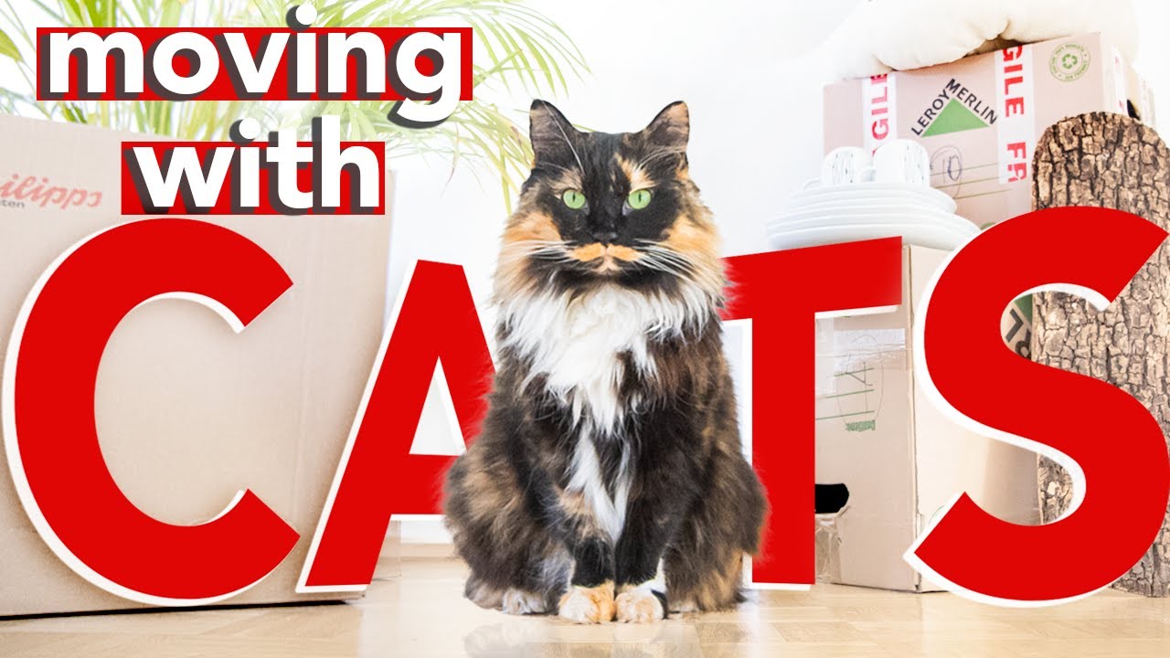 How to move with your cats » EVERYTHING you need to know