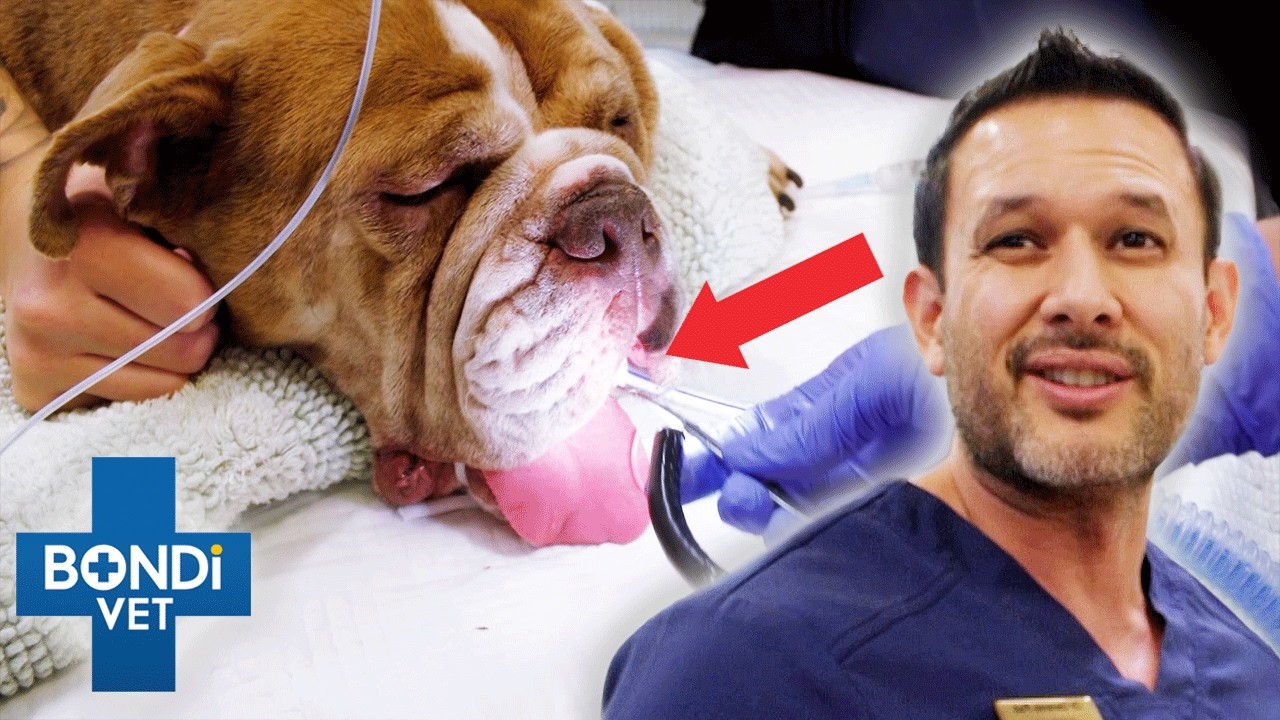 Dog Swallows Spoon! Vet Extracts It! 😱 Season 10 Episode 1 | Full Episode | Bondi Vet