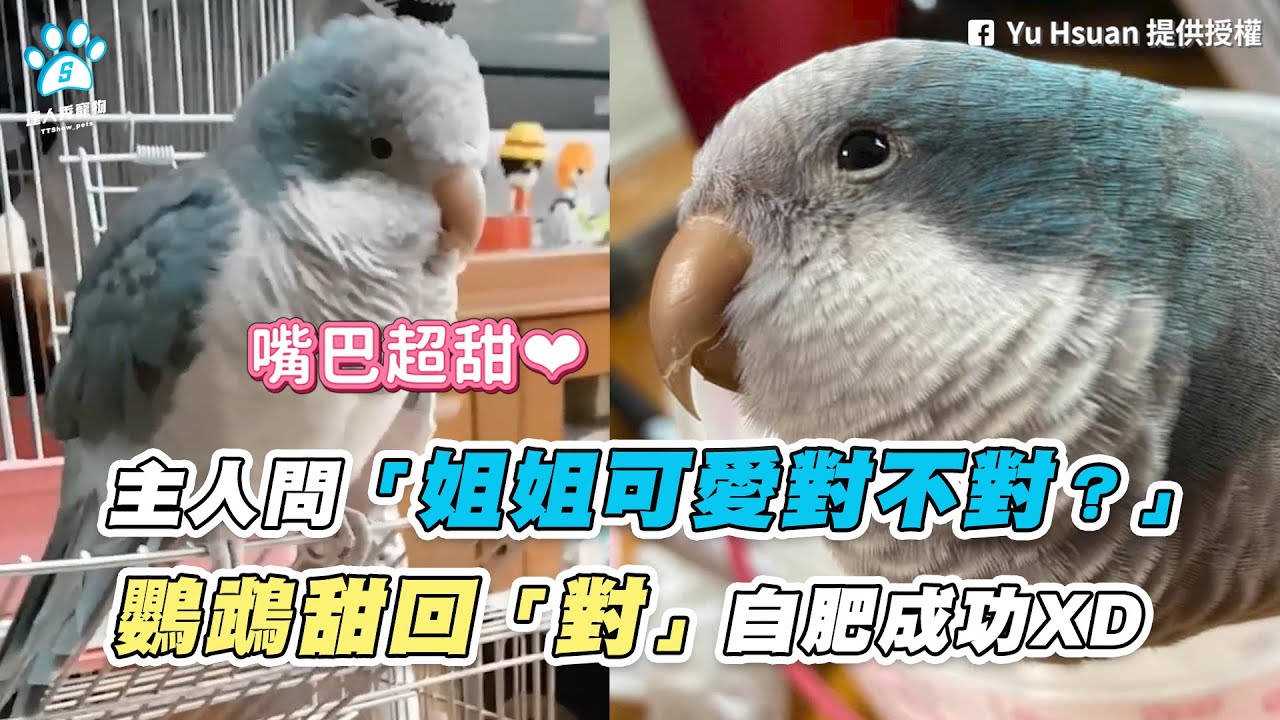 【主人問「姐姐可愛對不對？」 鸚鵡甜回「對」自肥成功XD】｜網友 / Yu Hsuan @綠色和尚阿肥