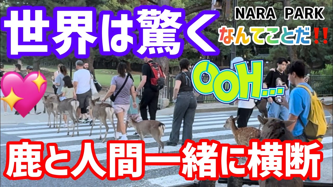 【世界は驚く】なんてことだ‼️鹿と人間一緒に横断🫎奈良公園
