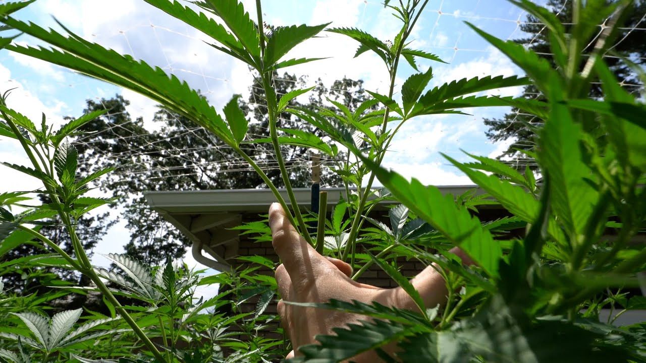 2023 Outdoor Cannabis Garden Tour | Garden Update [#11] - July 22