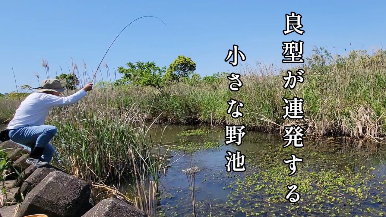 良型が釣れまくる水草だらけの小さな野池がスゴイ！