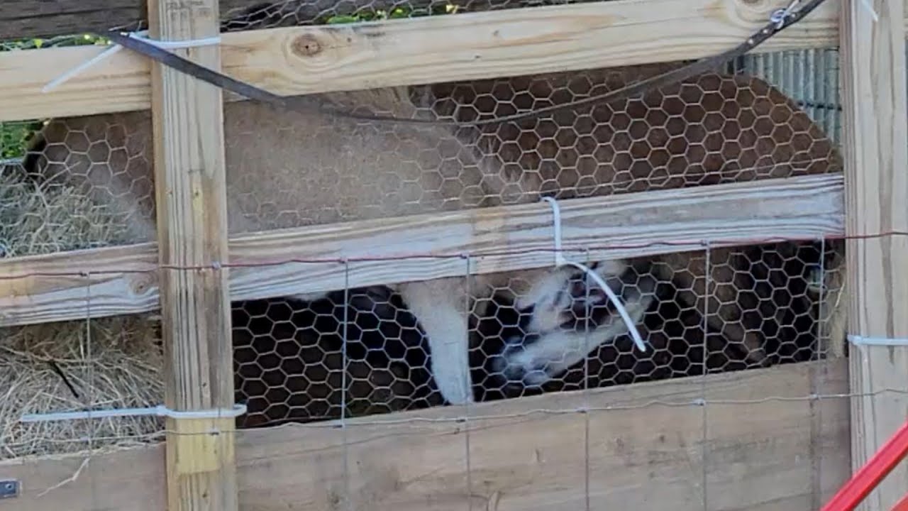 How to Introduce new Rams so they don't kill each other!