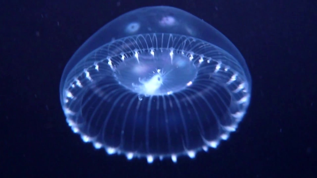 Aequorea spp. Jellyfish