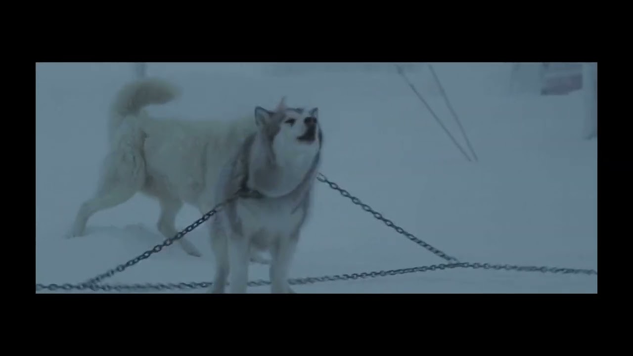 eight below dog catches Antarctic flag ￼