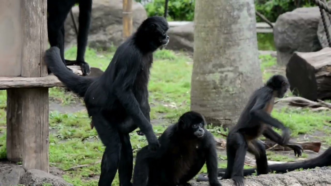 (Nikon D-7100)Taking Spider monkey video by Nikon D7100 with 18-105 VR Kit, Kumamoto, Japan