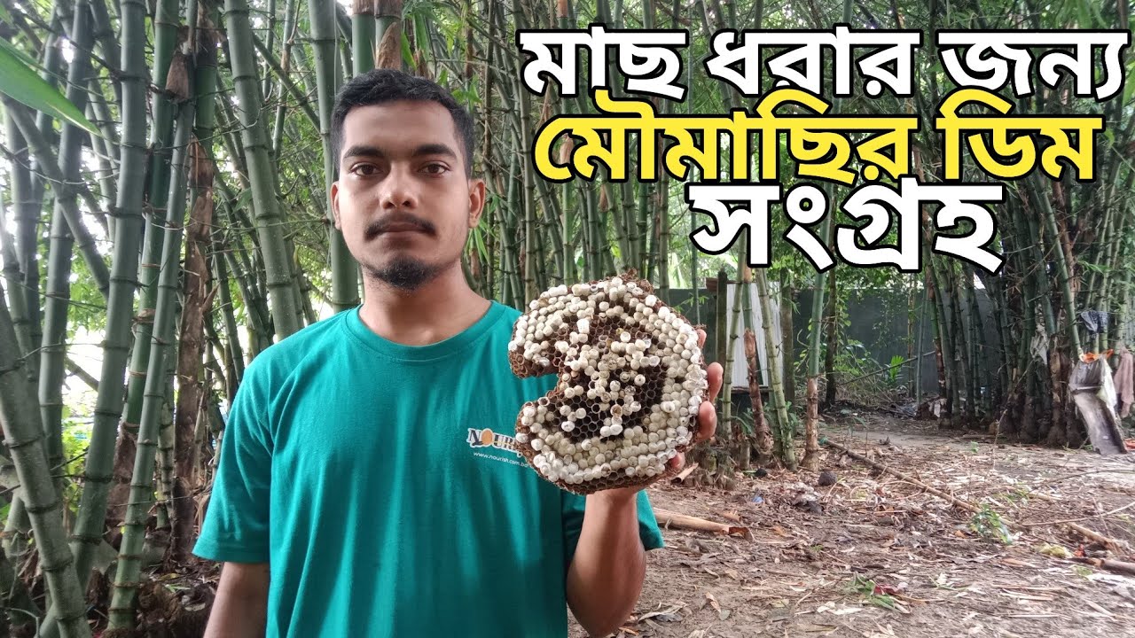 মাছ ধরার জন্য মৌমাছি ডিম সংগ্রহ কিভাবে করে এই ভিডিওতে জেনে নিন 😱🤔👀 shots#vairal #Foryou #Gream blog