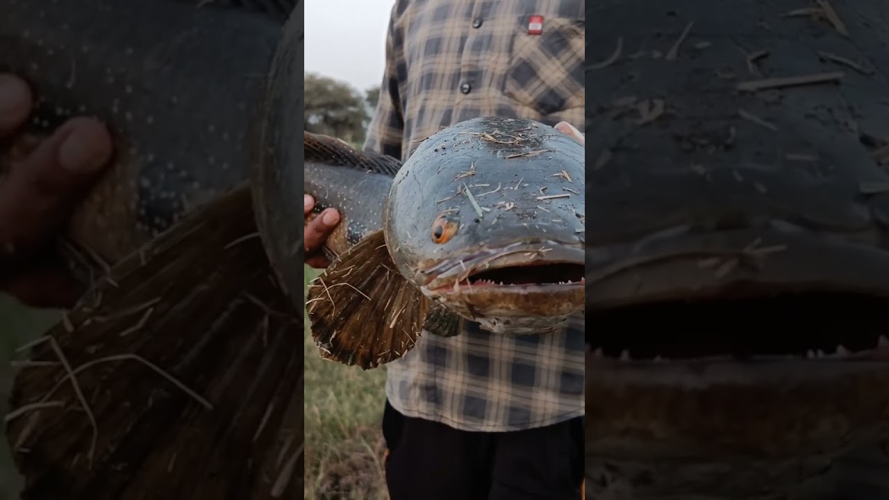 big snakehead fish #monster snakehead fishing video #rivermonsters #snakehead sport fishing #Fishfry