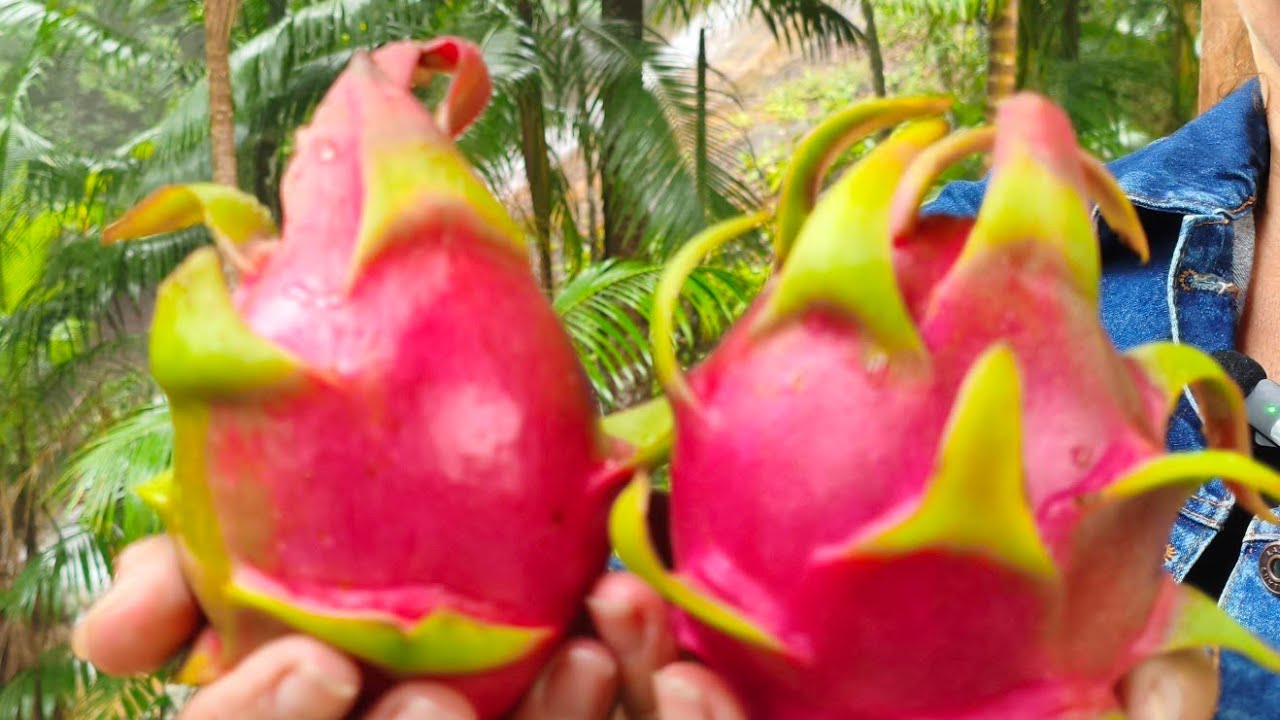 Pitayas: MR Amora e MR Aimê 🤠🌵🐉🙏🙌