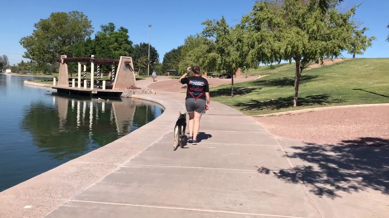 9mo Husky-German Shepherd Heath