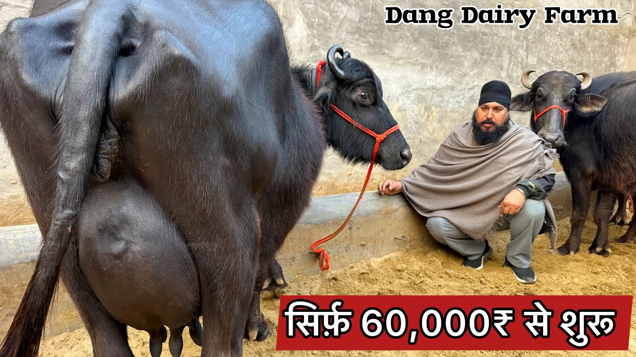 सिर्फ़ 60,000₹ से दाम शुरू । 4 भैंसे बिकाऊ दूध 13 से 18 लीटर Dang Dairy Farm Ganganagar 