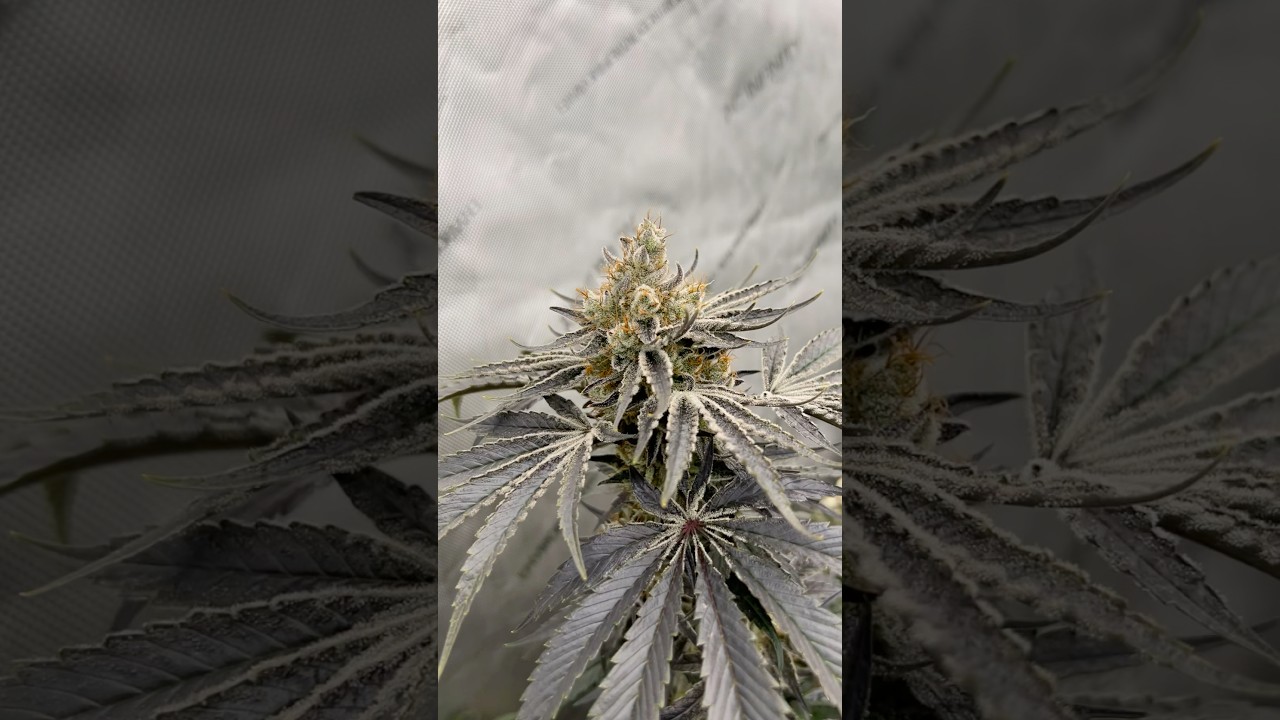 Uvaz from Black Tuna growing in the 4x4 @acinfinity