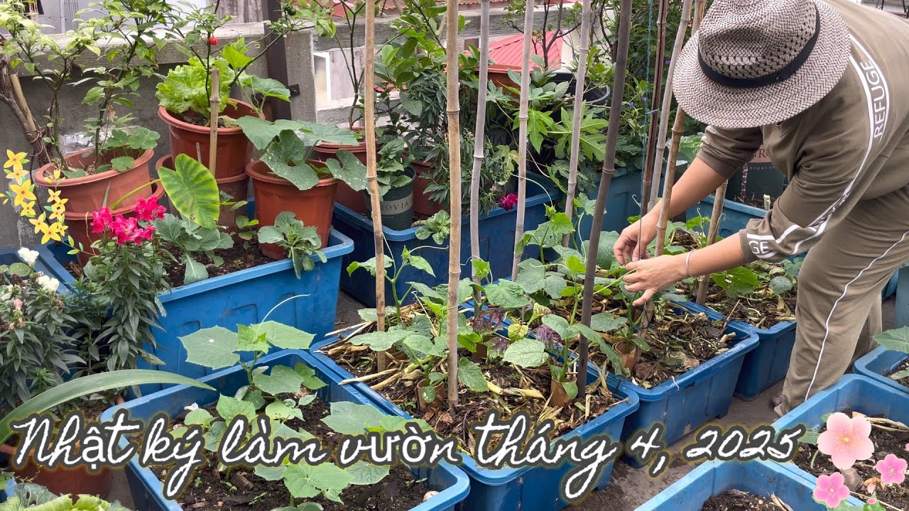 156 LÀM ĐẤT TRỒNG DƯA HẤU, bón phân cho dưa chuột, giâm cành rau lang, lá lốt, bắt sâu cuốn lá