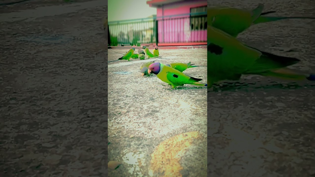Parrots Eating Food 🦜🐦🦜🐦🦜🦜🦜🐦‍⬛🦅🦜🦜