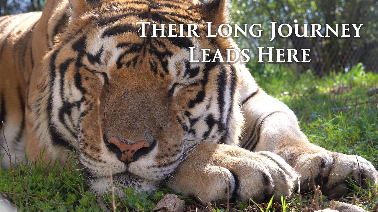 The Honduras Tigers Have Begun Sanctuary Life
