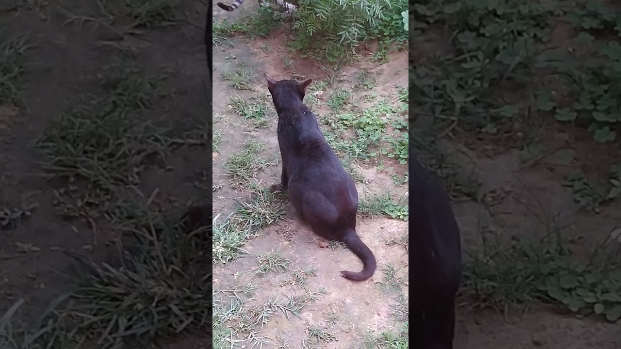 🥰🥰😸😸😺ଭଲପାଏ 😻🤣🐱😼😡🤫😸🥰🥰🥰