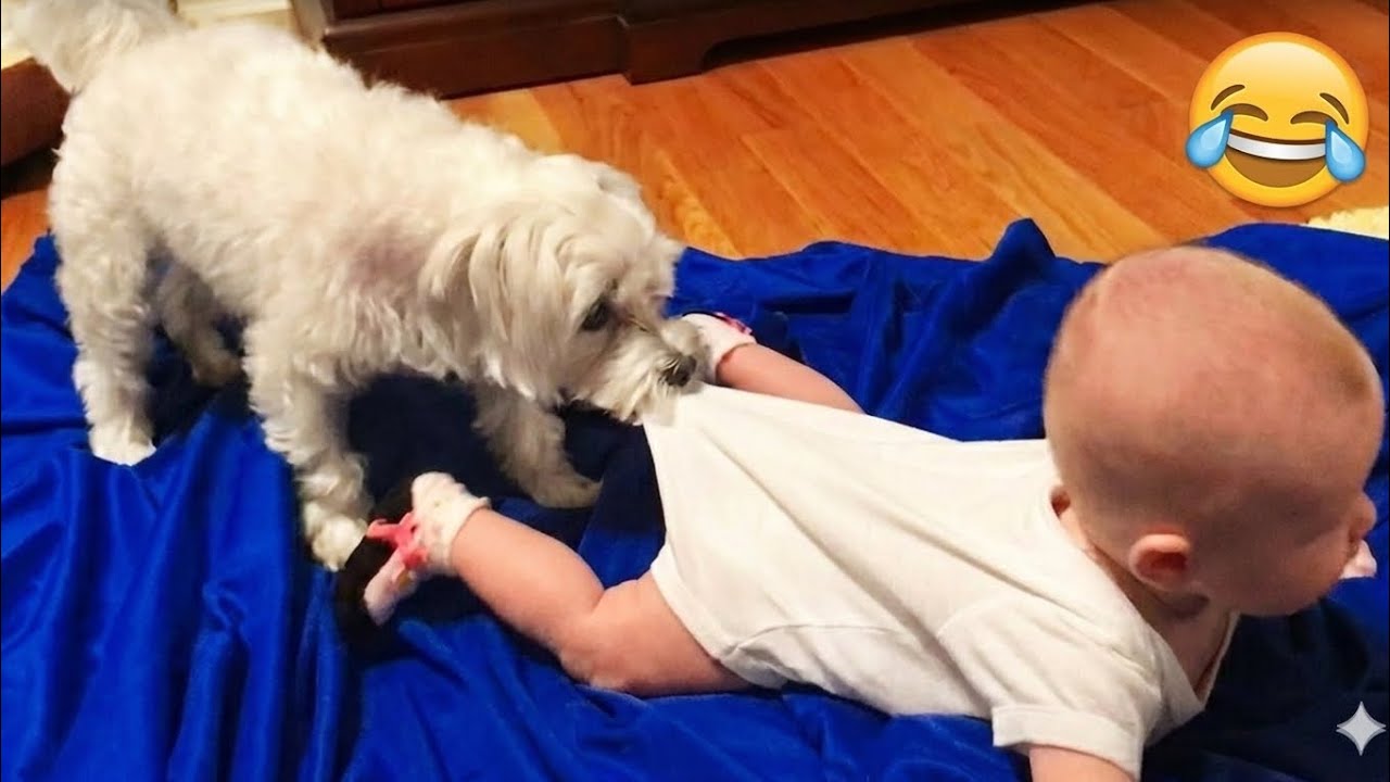 Funny Babies Playing with Dogs Compilation - Funny Baby and Pets