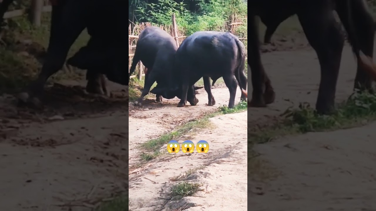 jabardast fight 😱#jhota #shorts #bullfightmaharashtra #youtubeshorts