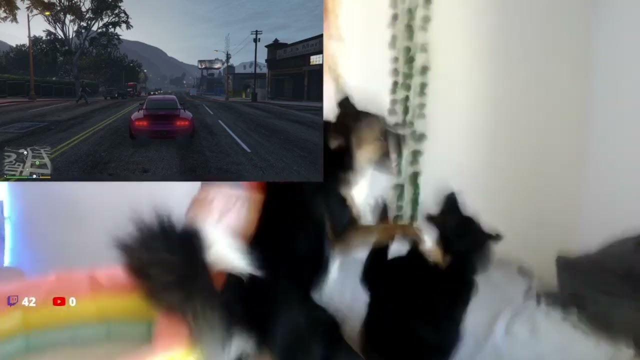 INSANE DOG FIGHT CAUGHT ON LIVE CAM