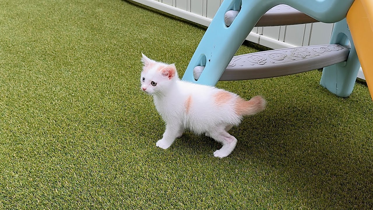 ビビりな子猫を生まれて初めて庭に出してみたら予想外のとんでもない展開になってしまいました…