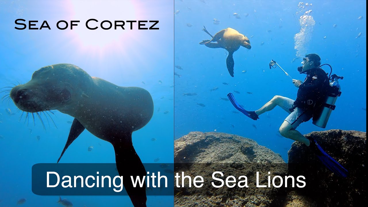 Diving the Sea of Cortez day 3: Dancing with the Sea Lions of San Francisquito!