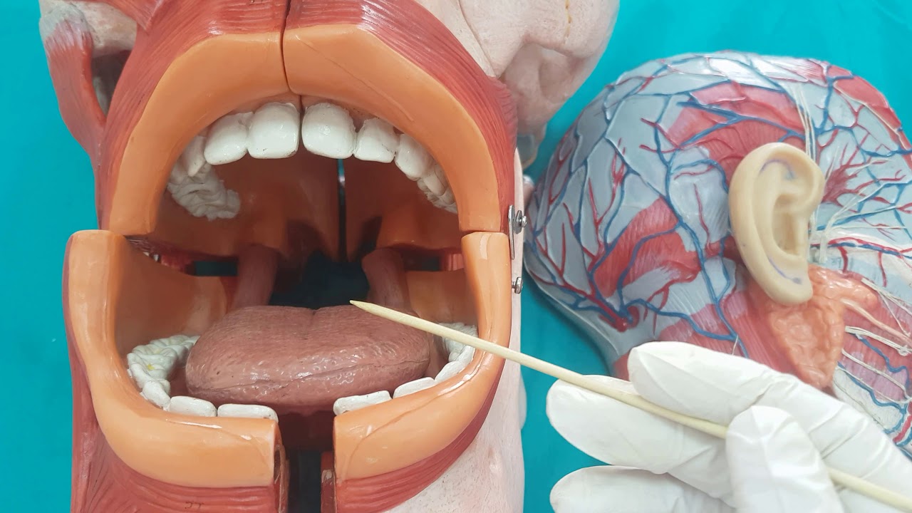 Gastrointestinal Sistem (GİS) Anatomisi (1.Bölüm)