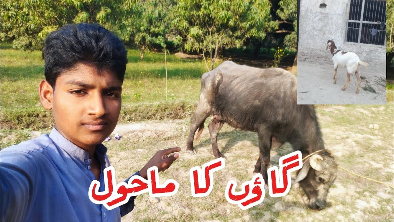 #ہم اس کے گاؤں کا ماحول بھینسی#ں بکرے جنگلی علاقہ#