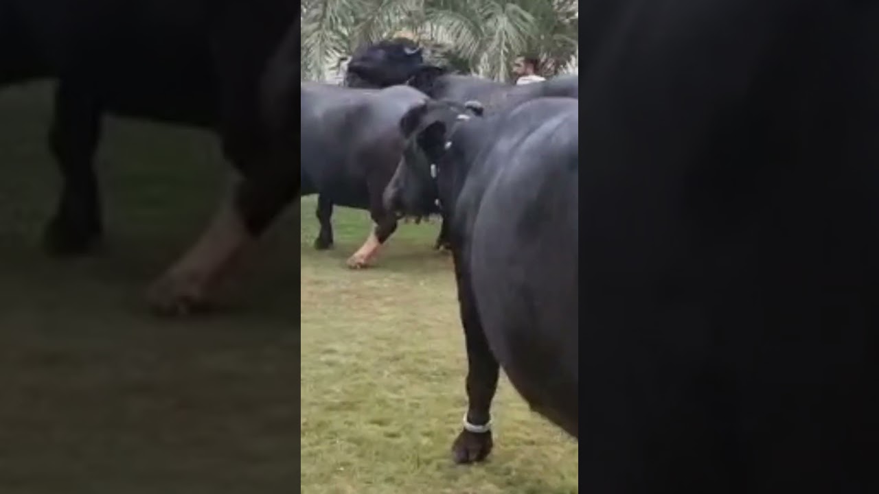 World Best Nili Ravi Bulls 47.295 Kg Milk Record ll Haji Shaukat Doggar Semen Production Unit Multan