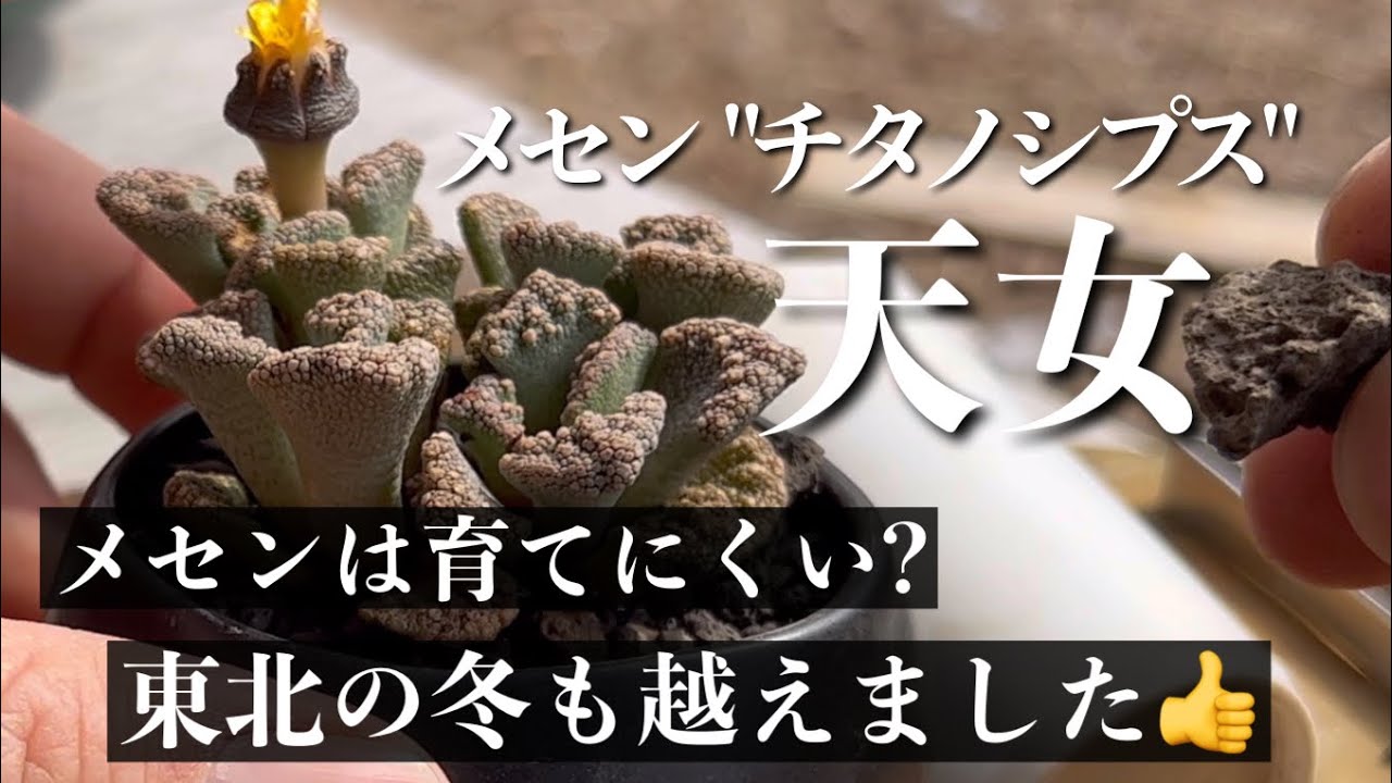 【多肉植物を上手に育てる】春先に花が咲く メセン