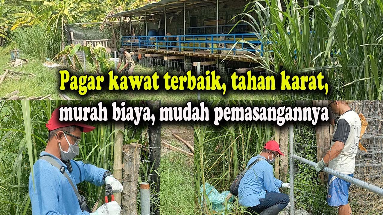 Pagar kawat anoa, pagar kawat khusus peternakan kambing domba sapi kerbau rusa dan kebun buah
