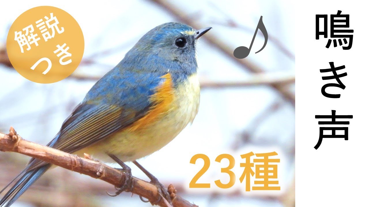 【冬に聞く】鳥の鳴き声23種 (解説付き)