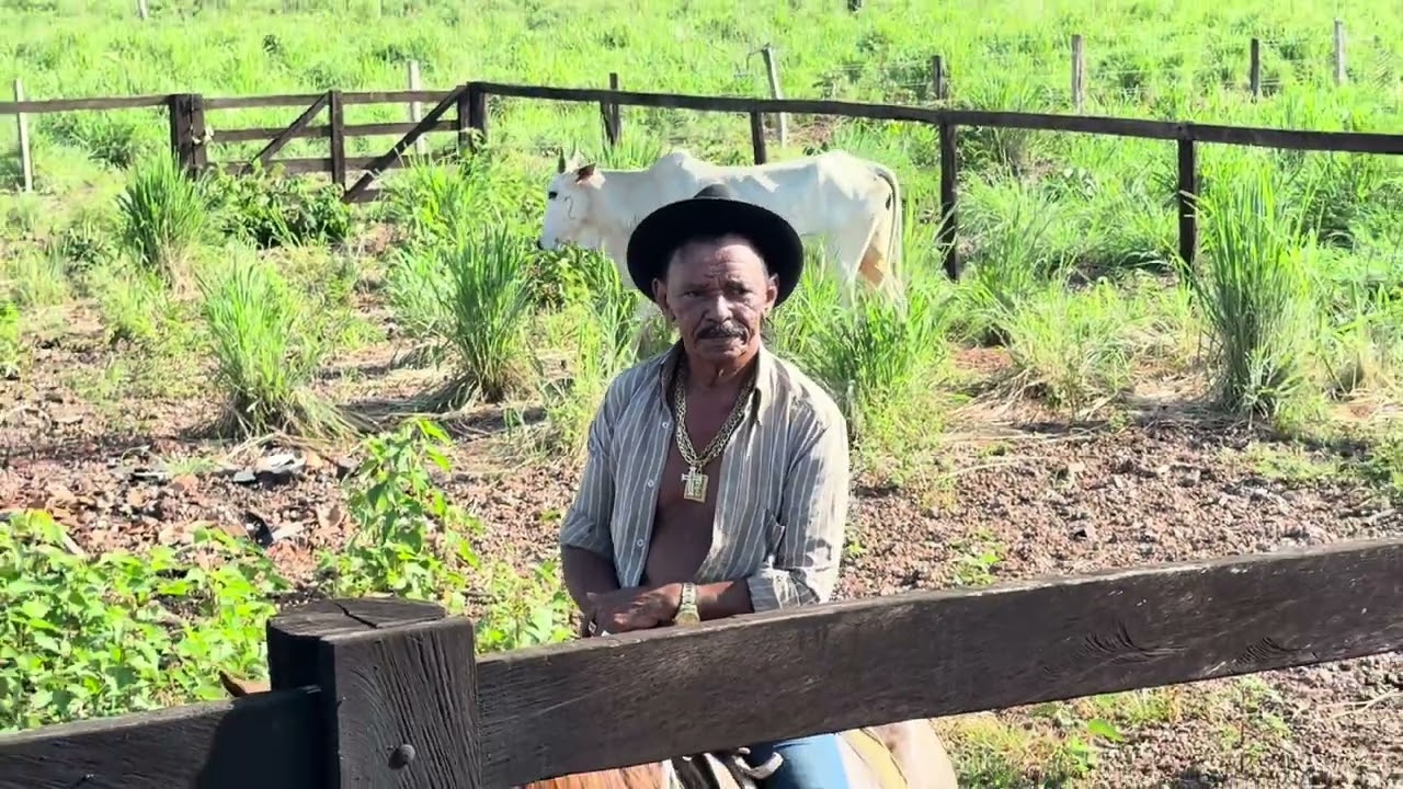 CHARLLES VACINANDO OS BEZERROS NA FAZENDA EM GOIÁS | COMÉDIA SELVAGEM 