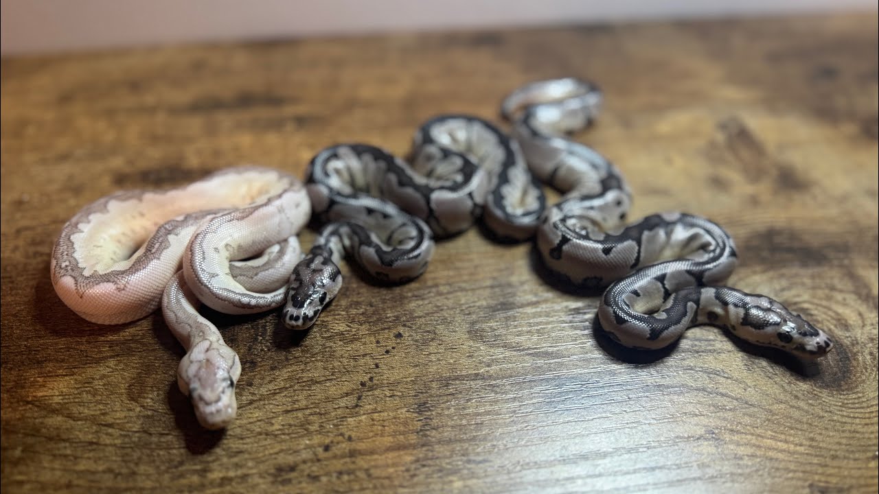 Egg Cutting and Update! WE DID IT! #ballpythons #snake #reptiles #animals #pets 