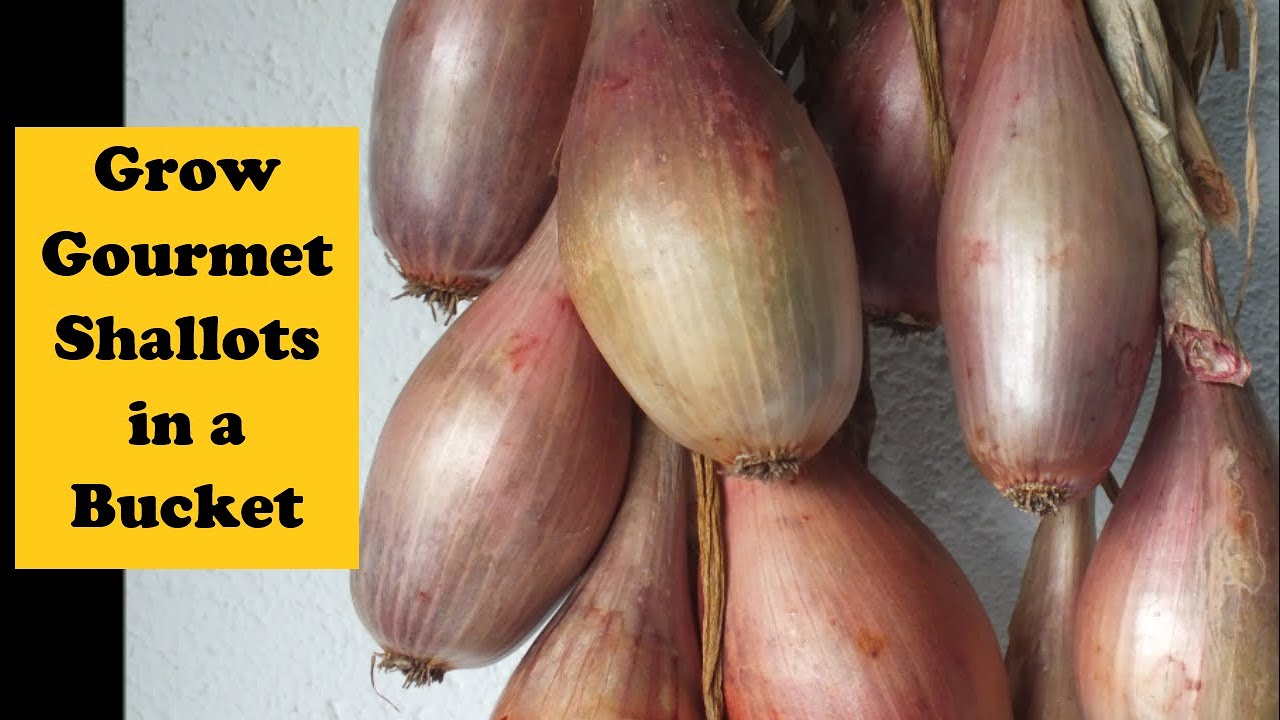 Grow Gourmet Shallots in a bucket. Plant a dozen shallots get a dozen shallots in return.