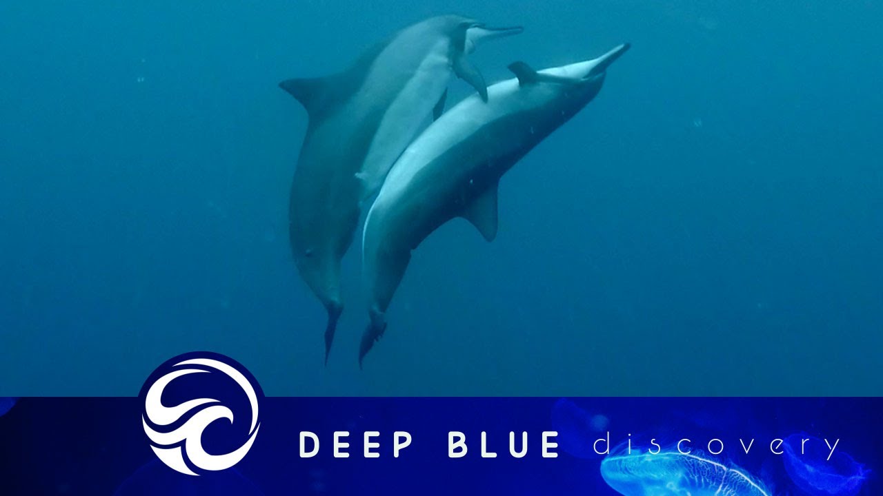 Diver catches pair of spinner dolphins mating