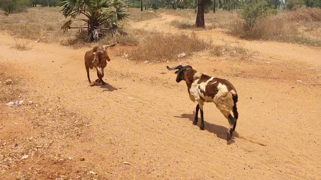 செங்கடாய்க் பொட்டுக்கிடாய் சண்டைகள் #goat #ஆடுவளர்ப்பு #ஆட்டுக்குட்டி #ஆடு #ஆட்டுப்பண்ணை