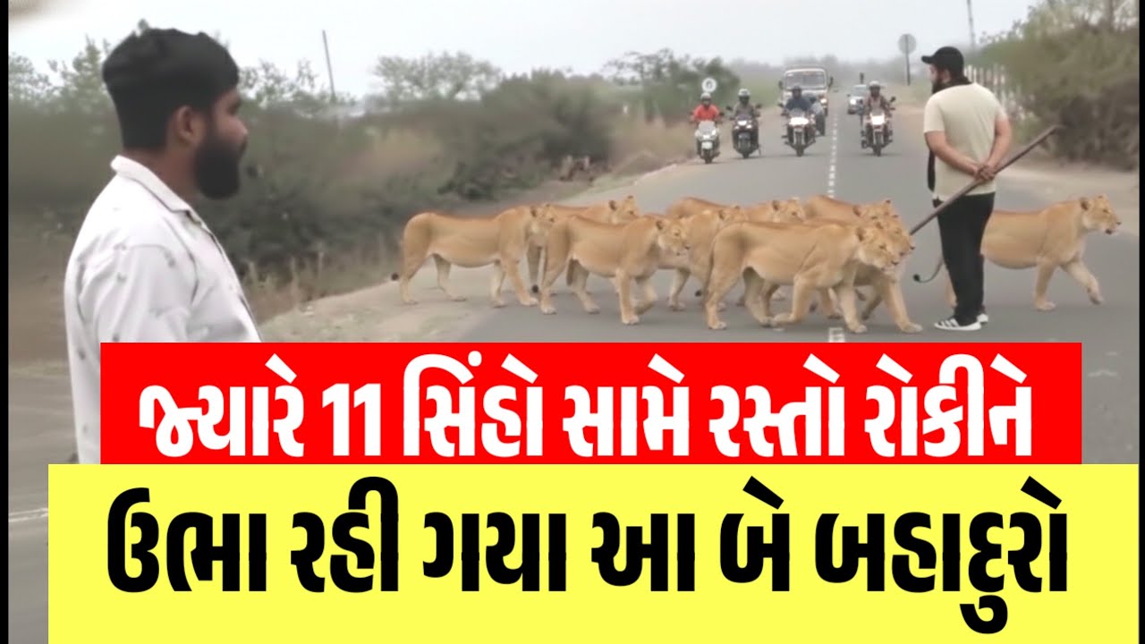 11 સિંહોનું ટોળું એક તરફ ને સામે લોકોના ટોળા//બે બહાદુરોએ કેવી રીતે સિંહોને જંગલ તરફ વાળ્યા? #gir 
