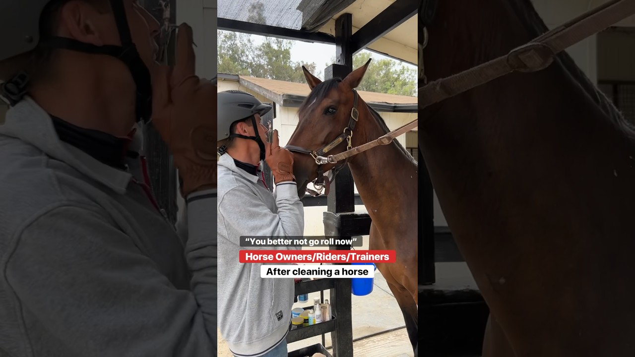 RIDERS vs HORSE GROOMS after cleaning a horse&hellip; its job security #horsesandhumor #horse