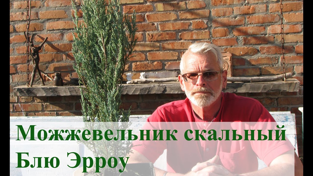 Можжевельник скальный Блю Эрроу (Juniperuss scopulorum Blue Arrow)