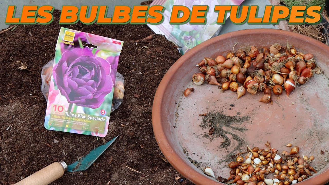 COMMENT PLANTER LES BULBES DE TULIPES ? - Que Faire Dans Mon Jardin ? Semaine 37 Ep. 2